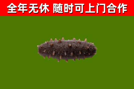浦东回收海参干